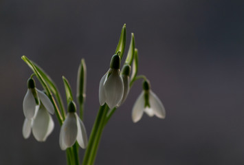 Bouquet Of A Beautiful Snowdrop. Gift For The Women's Day.