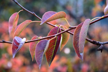 Herbstlaub, Banner, Birnenbaum, Färbung