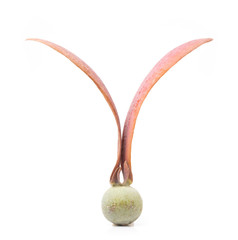Dipterocarpus alatus Roxb Seeds  isolated on white background