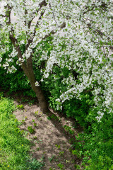 Fototapeta na wymiar Cherry Blossom. Branch With Cherry Flowers.