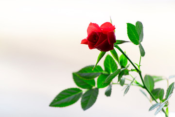 Red rose on bright white background.