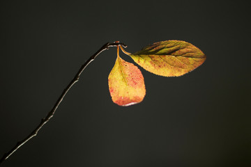 Beautiful Yellow Leaves On The Dark Background