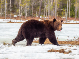 Female brown bear (Ursus arctos) foraging for food in the snow. Finland. Near Russian border.