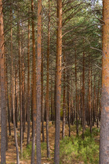 Multicolor pine forest in autumn
