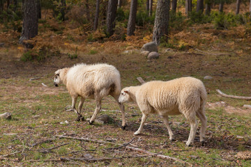 Obraz na płótnie Canvas Two sheep walking