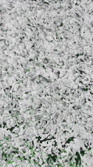 Snow first white on green grass