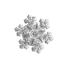Snowflake isolated on white background. Macro photo of real snow crystal: elegant stellar dendrite...