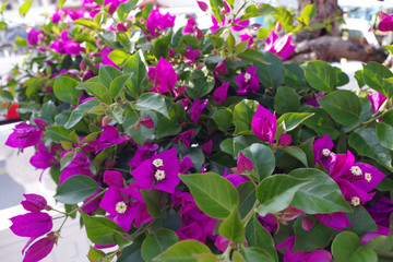 Bougainvillea