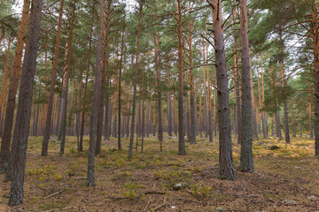 Multicolor pine forest in autumn