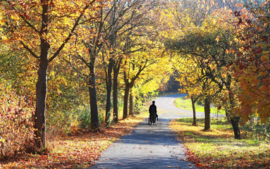 man pushing a wheelchair with a disabled person through an avenue with multi colored autumn trees