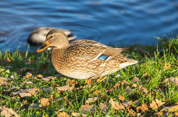 View of mallard ducks