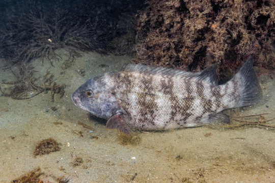 Tautog