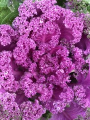 cabbage in the garden