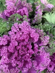 cabbage in the garden