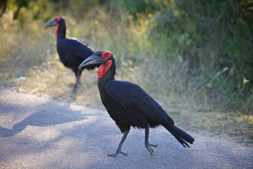 Southern Ground Hornbill