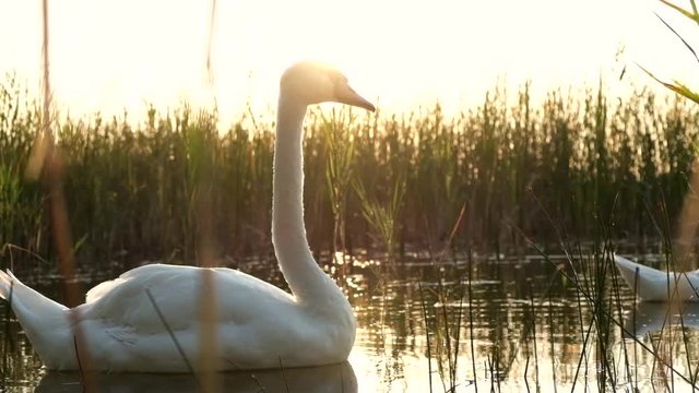 Beautiful white swan on the lake at sunset