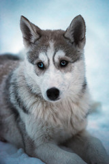 Young husky sled dog with blue eyes on white snow