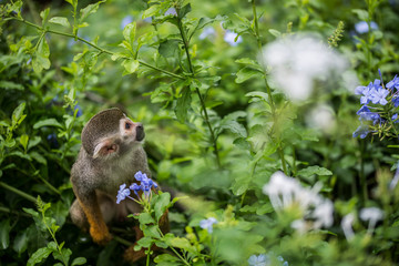 Singe-écureuils