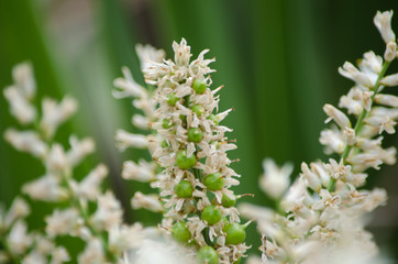 Las Flores Hermosas que decoran las vistas del hogar