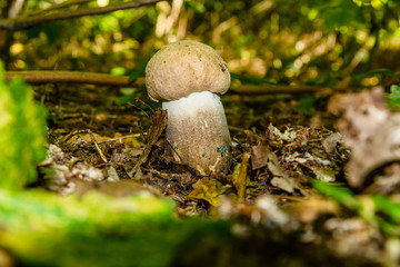 White mushroom in the forest on autumn