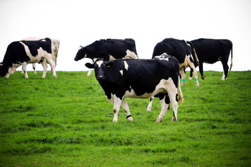 Black and white cows