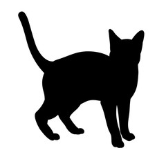 vector, isolated silhouette cat