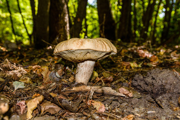 Fototapeta premium White mushroom in the forest on autumn