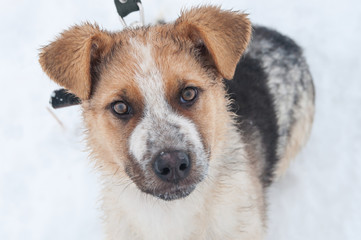 Portrait clever white dog lying in the snow, looking straight