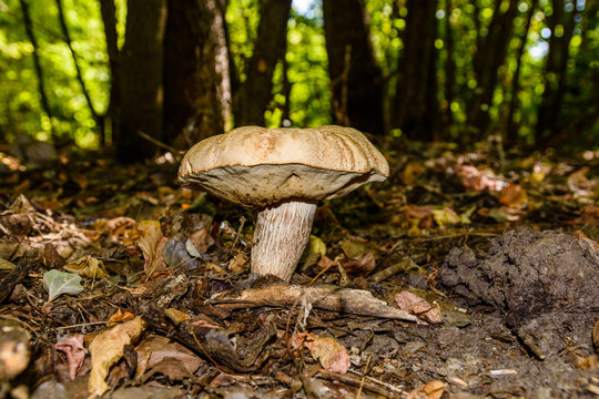 White mushroom in the forest on autumn