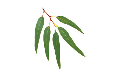 Eucalyptus (Blue Gum) Branch and Leaves. Isolated.