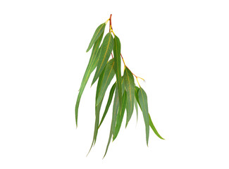 Eucalyptus (Blue Gum) Branch and Leafves Isolated. © Virtexie