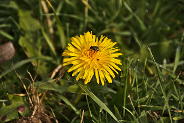 Bitterblume mit Fliege