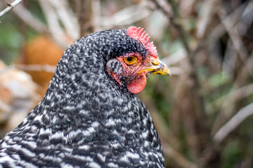 Speckled chicken in the garden in the autumn day, close-up_