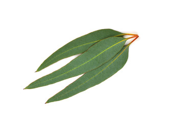 Eucalyptus (Blue Gum) Leaves. Used for Tincture, Essential Oil or Tea in Medicine. Isolated on White Background.