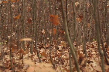 young trees oak forest in autumn