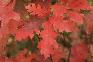 Naklejka na ściany i meble red oak leaves are close