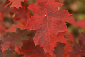 red oak leaves are close