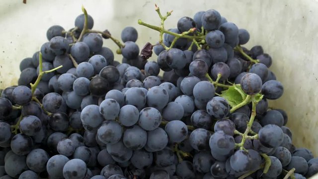 Freshly harvested Othello grapes falling into a box - 180 fps slow motion