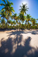 Dramatic backlit view of empty tropical palm-fringed beach with long shadows on smooth sand