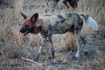 Wild dog in South Africa