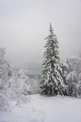 Christmas tale on nature. covered with white clean fresh snow spruce and pine in the winter forest. Wonderful time for walking and outdoor activities in January. ready background for layout