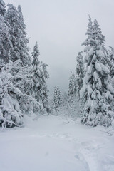 landscape of snowy trees in the mountains. winter forest covered with clean fresh snow. New Year's active holiday in a hike. Christmas walks in nature.
