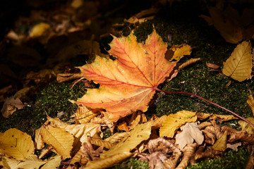 Fallen Leaves