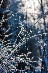 winter forest landscape. the sun's rays beautifully adorn the branches covered with fresh white snow.