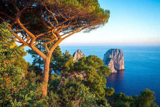 Scenic Mediterranean landscape with pine tree standing above dramatic Faraglioni Rocks in golden sunset light on the island of Capri, Italy