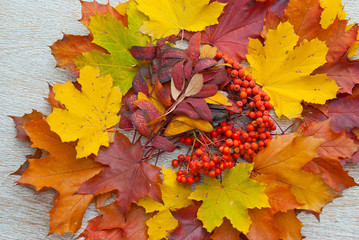 Naklejka na ściany i meble Multi-colored maple leaves and rowan on a wooden background