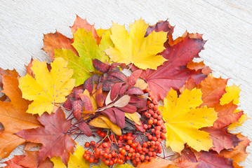 Multi-colored maple leaves and rowan on a wooden background