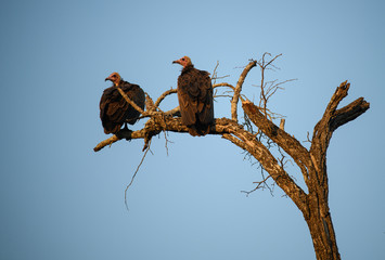 Hooded Vultures Watching