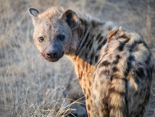 Spotted Hyena Looks Back