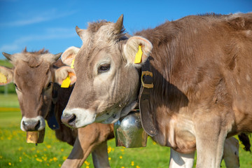 Kühe - Allgäu - niedlich - Kälbchen - Schumpen - Braunvieh - Mai